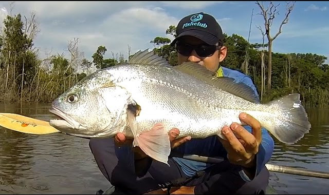 Corvina