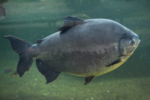 Pacu