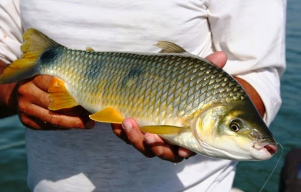 Piapara
